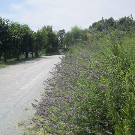 Le Spighe Agriturismo 切塞纳 外观 照片