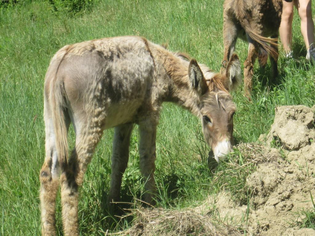 Le Spighe Agriturismo 切塞纳 外观 照片