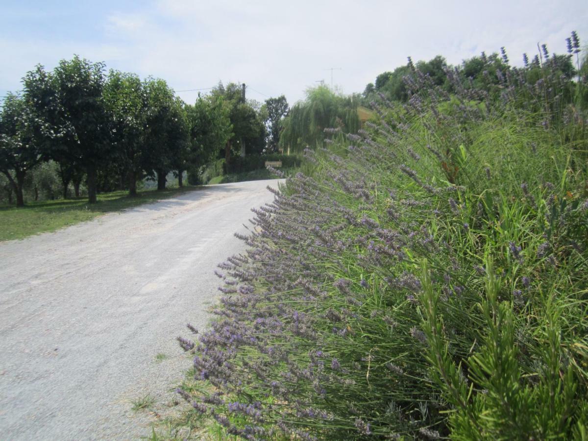 Le Spighe Agriturismo 切塞纳 外观 照片
